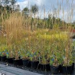 Smlz - Calamagrostis acutiflora ´OVERDAM´ , kont. C2L